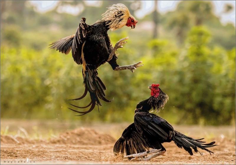 Lý Do Nên Chơi Đá Gà Tại V9BET