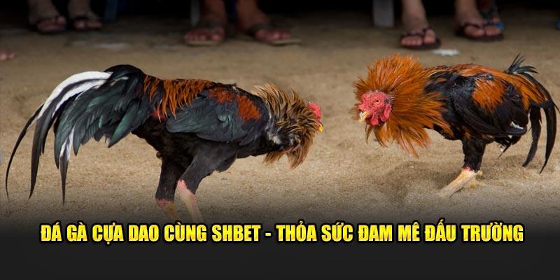 Khám phá đá gà uy tín tại Shbet