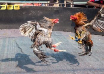 Đá gà cựa dao thu hút đông đảo kê thủ