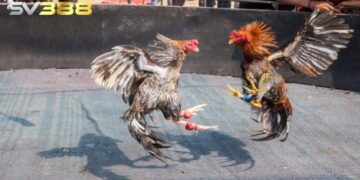 Đá gà cựa dao thu hút đông đảo kê thủ