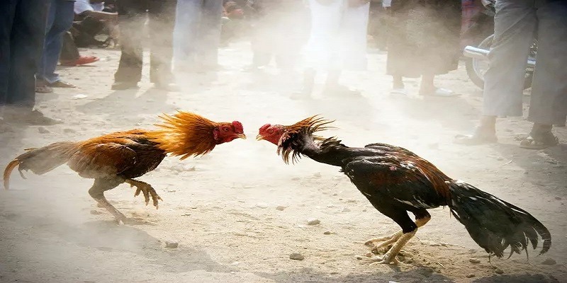 Một số ưu điểm đặc biệt của đá gà Suncity