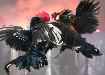 Thử sức với chọi gà thomo đỉnh cao