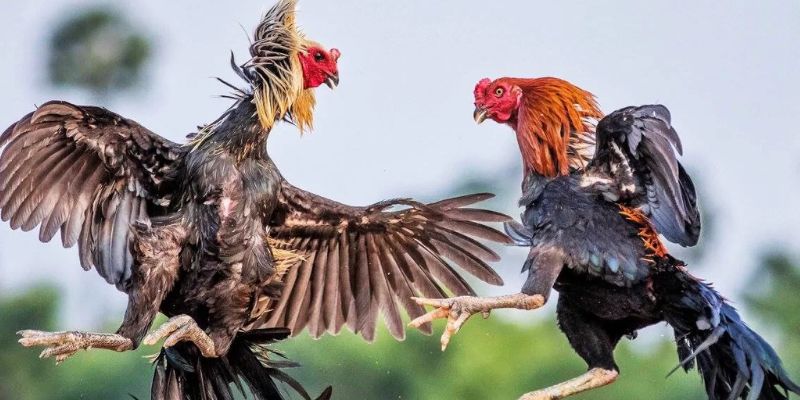 Tỷ lệ trả thưởng cao ngất trời