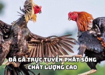 Cổng Game Net88 Lựa Chọn Thông Minh Cho Game Thủ Hiện Đại