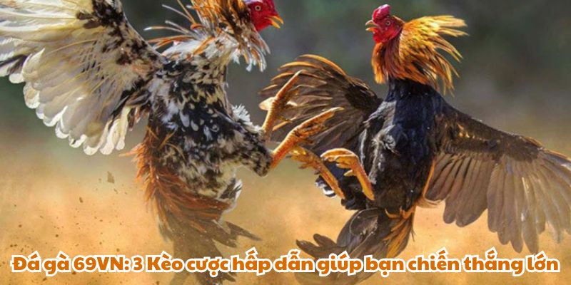 Đá gà 69VN: 3 Kèo cược hấp dẫn giúp bạn chiến thắng lớn