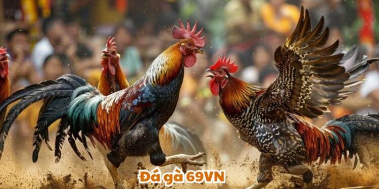 Đá Gà 69VN: Tỷ Lệ Lợi Nhuận 90% – 95% Từ Các Kèo Cược Hấp Dẫn