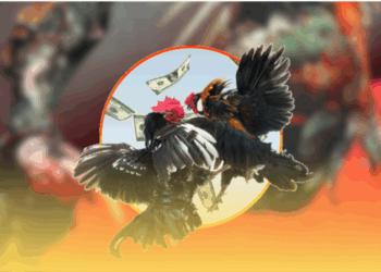 Trải Nghiệm Đá Gà Đỉnh Cao Cùng AZ888 Hấp Dẫn Dành Cho Kê Thủ