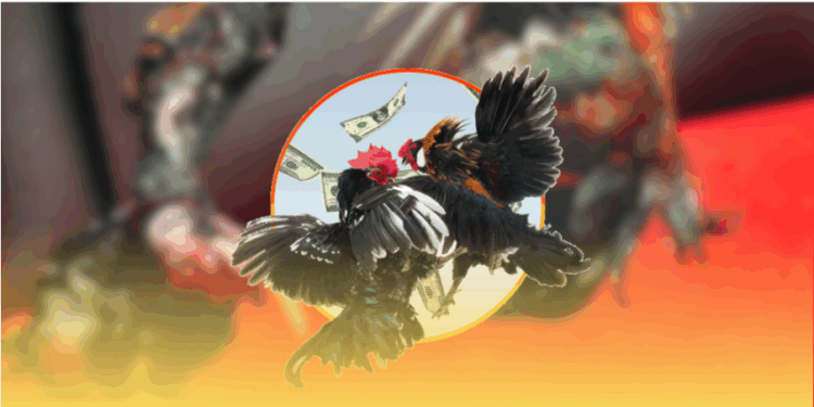 Trải Nghiệm Đá Gà Đỉnh Cao Cùng AZ888 Hấp Dẫn Dành Cho Kê Thủ