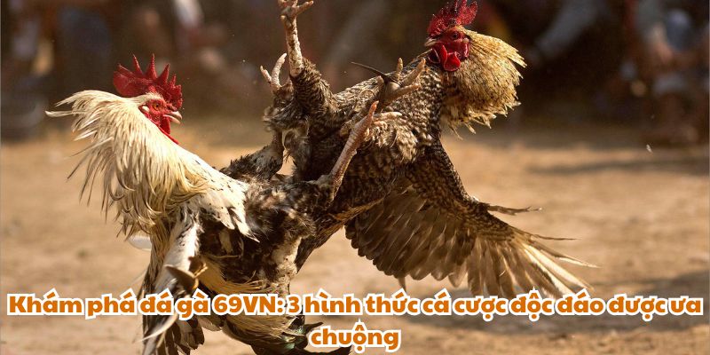 Khám phá đá gà 69VN: 3 hình thức cá cược độc đáo được ưa chuộng