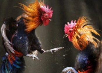 Đá gà 33WIN – Rực lửa đấu trường, cuồng nhiệt đam mê