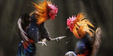 Đá gà 33WIN – Rực lửa đấu trường, cuồng nhiệt đam mê