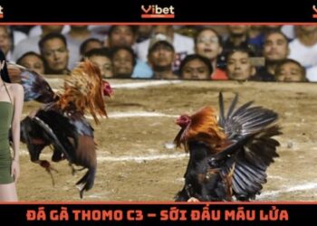 Đá Gà Thomo C3 – Sới Đấu Máu Lửa Bậc Nhất Đông Dương