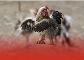 Đá Gà C2 Trực Tiếp: Sân Chơi Đỉnh Cao Cho Người Yêu Đam Mê