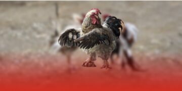 Đá Gà C2 Trực Tiếp: Sân Chơi Đỉnh Cao Cho Người Yêu Đam Mê