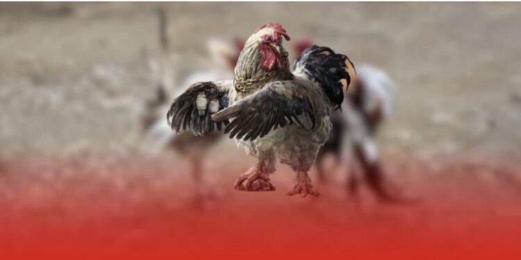 Đá Gà C2 Trực Tiếp: Sân Chơi Đỉnh Cao Cho Người Yêu Đam Mê